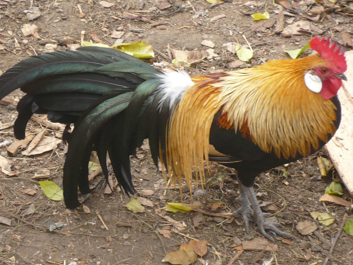 crang 2012 082 - GAINI PHOENIX nu mai detin