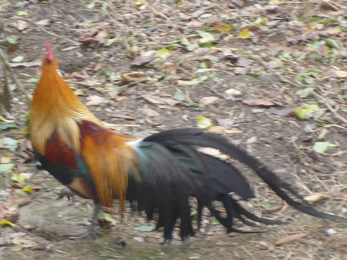 crang 2012 128 - GAINI PHOENIX nu mai detin