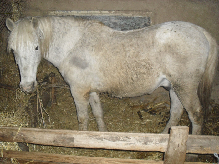 SAM_4025 - Cezar