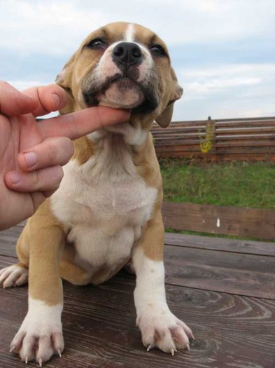 img_001865 - Pui amstaff de vanzare