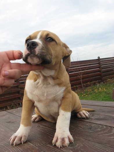 img_001867; Femala nr.1 : Smart Staff Energy Star  (Disponibila !!!)
