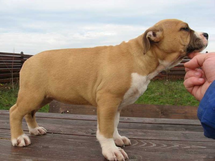 img_001869 - Pui amstaff de vanzare