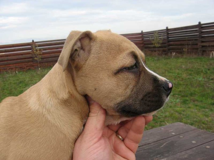 img_001876 - Pui amstaff de vanzare