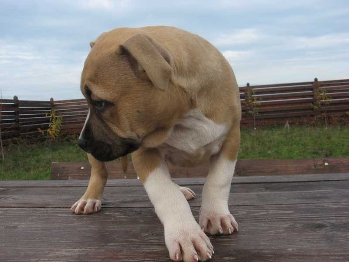 img_001879; Femela nr.3 : Smart Staff Enough is Enough (Disponibila !!!)
