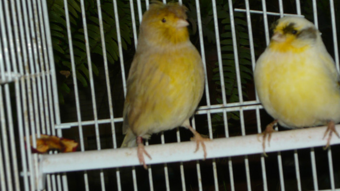 P1050133