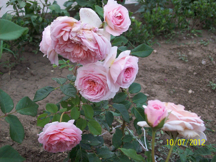 100_1368 - Abraham Darby