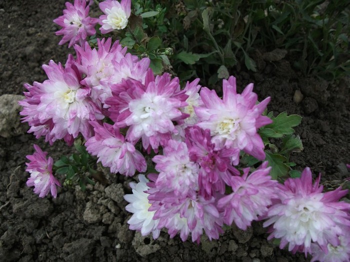 picture 170 - Crizanteme