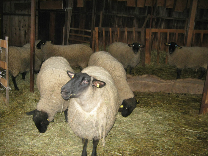 oile si berbecul in dec-2012