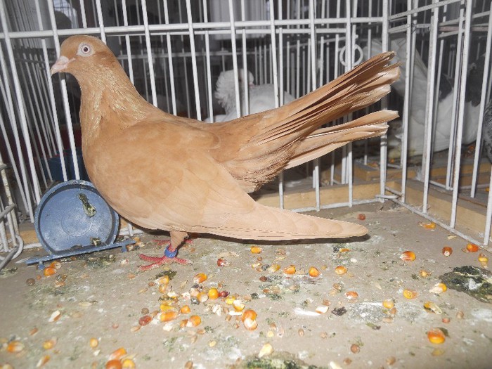 simbol fata medalie 041