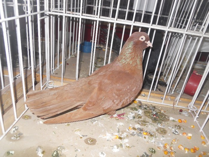 simbol fata medalie 048 - 1522 Expo Sannicolau Mare 2012