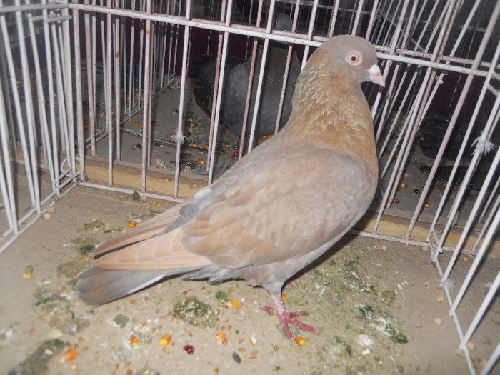 simbol fata medalie 054 - 1522 Expo Sannicolau Mare 2012