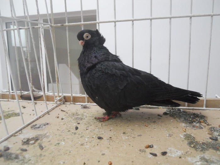 simbol fata medalie 157 - 1522 Expo Sannicolau Mare 2012