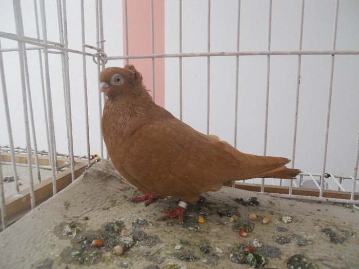 simbol fata medalie 161 - 1522 Expo Sannicolau Mare 2012