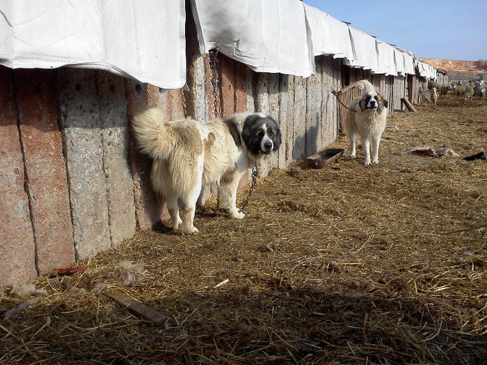 Caini De Oi Din Dobrogea Gyhan