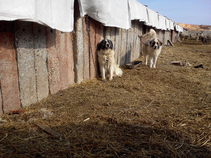 IMG382 - caini de oi din Dobrogea