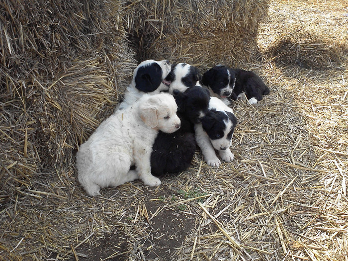 IMG671 - caini de oi din Dobrogea