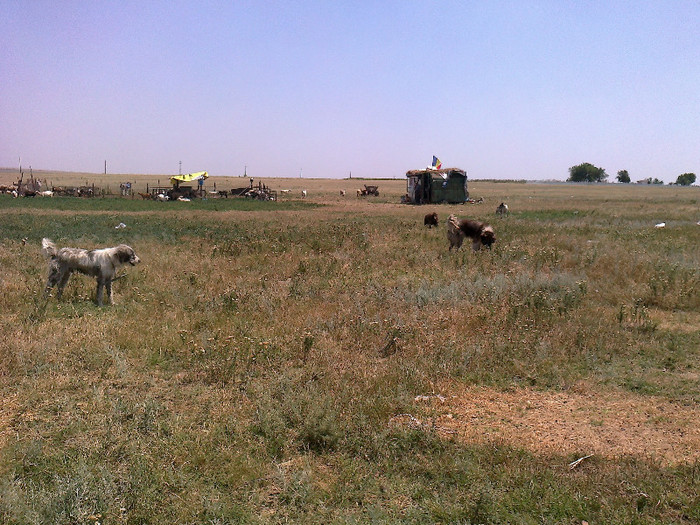 photo0106 - caini de oi din Dobrogea