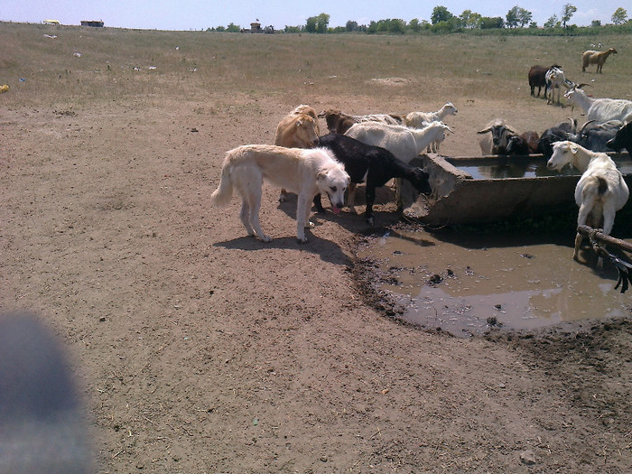photo0111 - caini de oi din Dobrogea