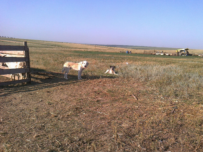 photo0120 - caini de oi din Dobrogea