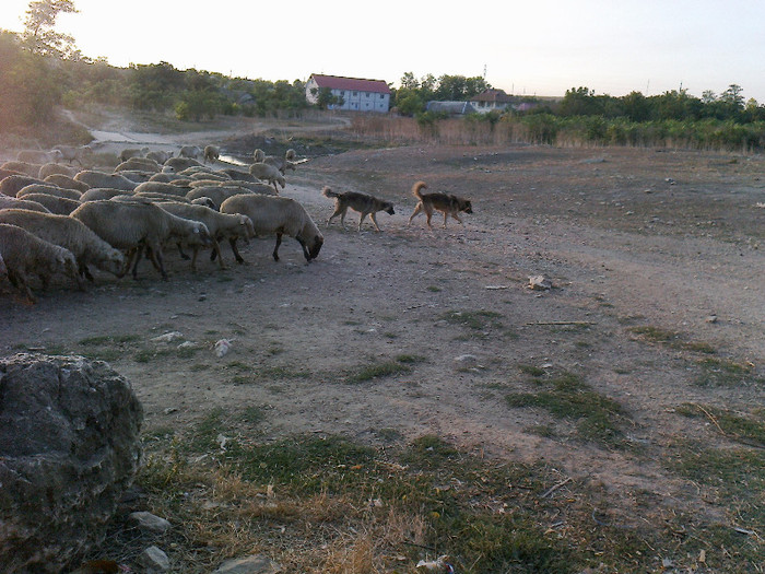 photo0289 - caini de oi din Dobrogea