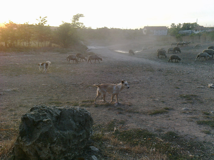 photo0292 - caini de oi din Dobrogea