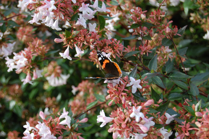 abelia grandiflora - a- copaci si plante diverse pt Romania