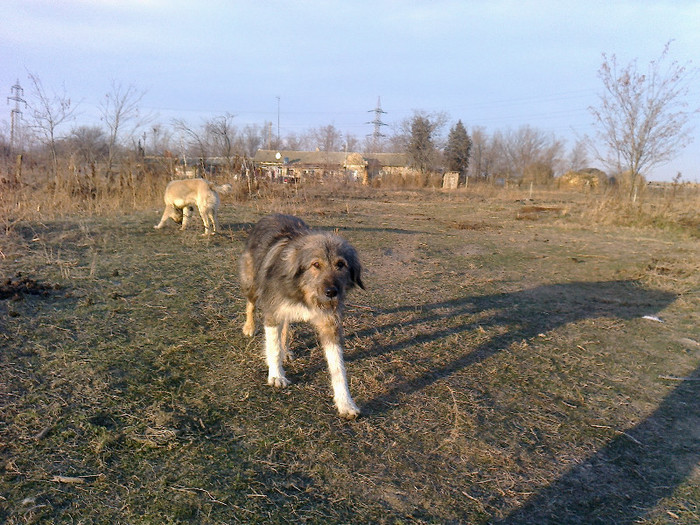 Photo0796 - caini de oi din Dobrogea