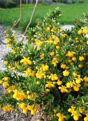 Berberis buxifolia Nana - a- copaci si plante diverse pt Romania