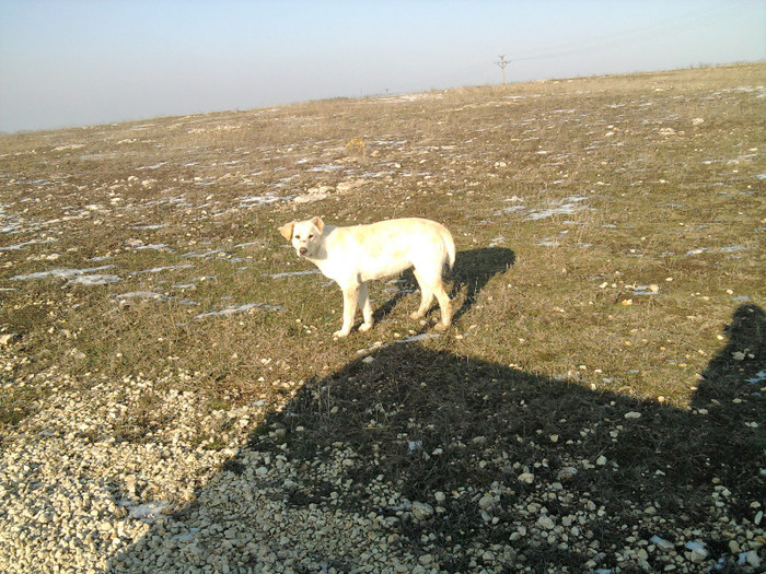 Photo0826 - caini de oi din Dobrogea