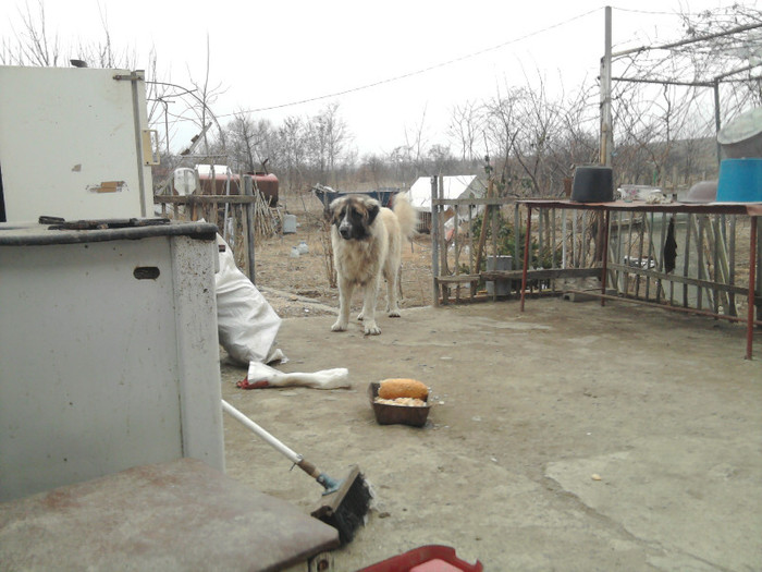 Photo1073 - caini de oi din Dobrogea