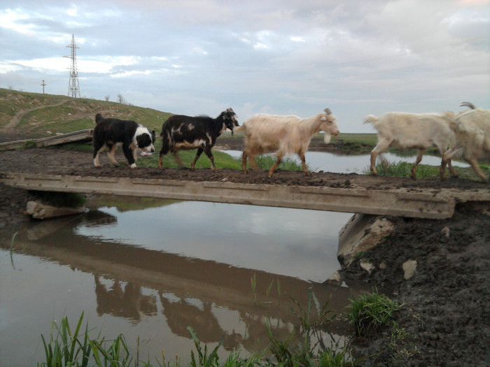 Photo2035 - caini de oi din Dobrogea