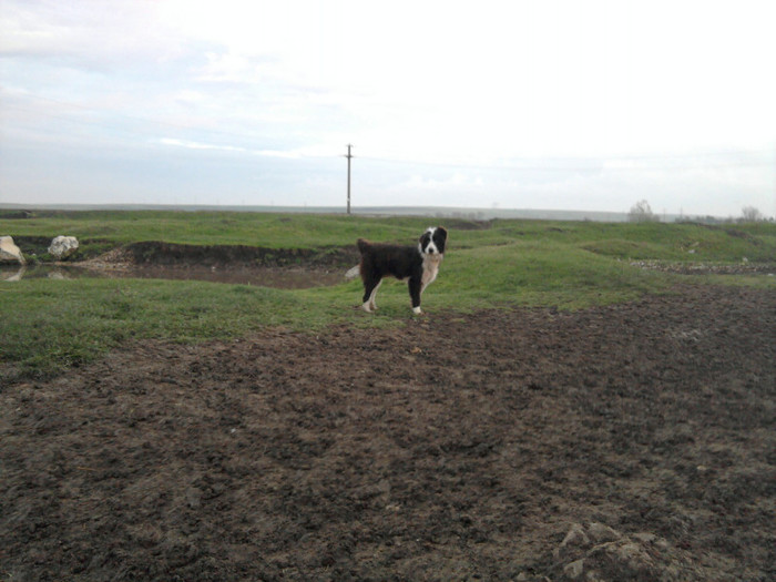 Photo2038 - caini de oi din Dobrogea