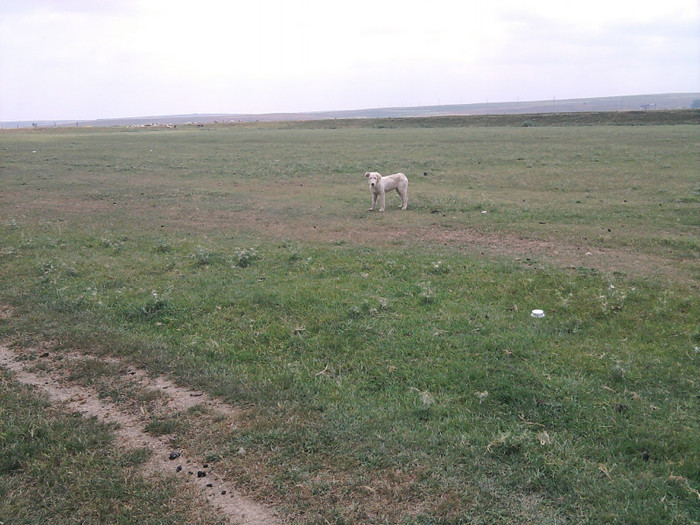 Photo2196 - caini de oi din Dobrogea