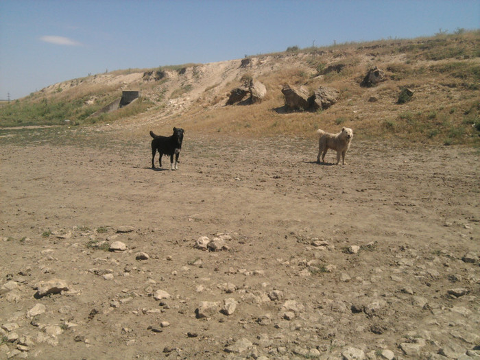 Photo2319 - caini de oi din Dobrogea