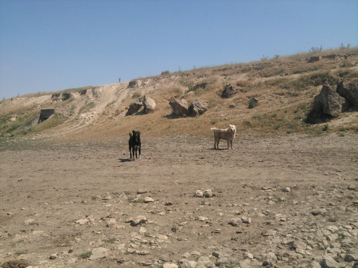 Photo2322 - caini de oi din Dobrogea