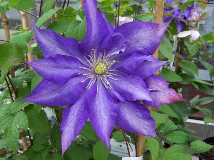 Daniel Deronda - Comanda clematis toamna 2012 de la Maria Clematite