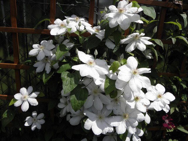 Jerzy Popieluszko - Comanda clematis toamna 2012 de la Maria Clematite