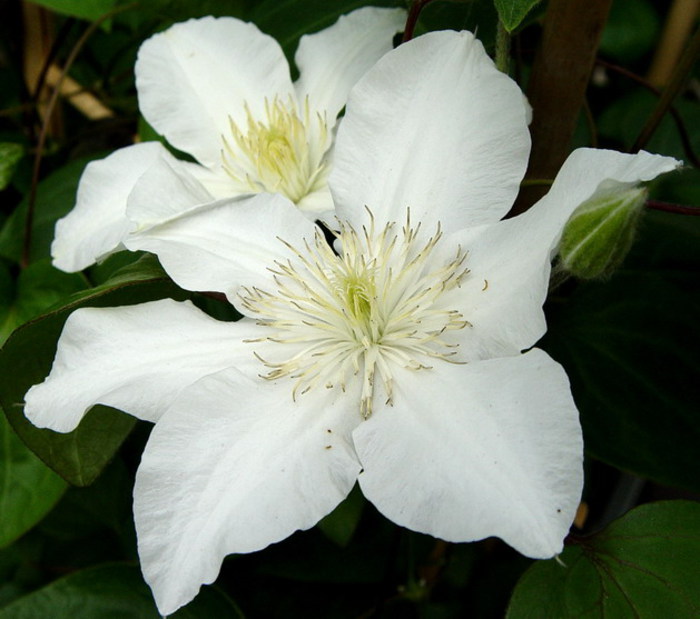 Roko-kolla - Comanda clematis toamna 2012 de la Maria Clematite