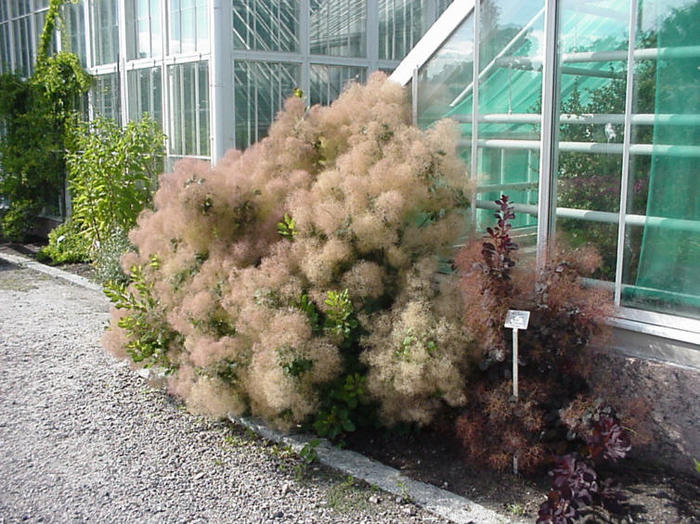 Cotinus_coggygria - a- copaci si plante diverse pt Romania