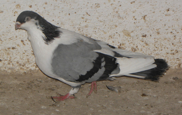 PC020041