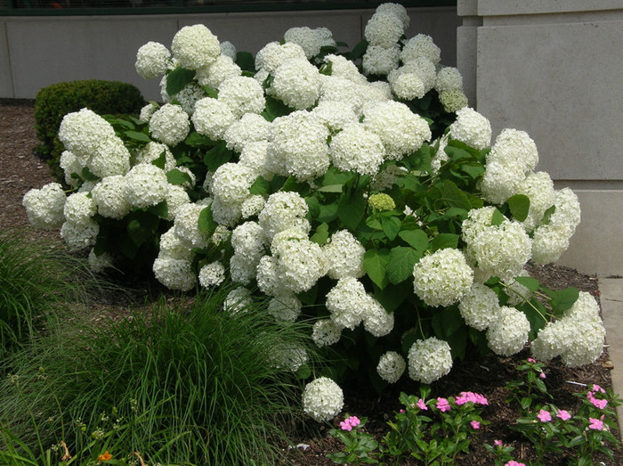 hydrangea_annabelle - a- copaci si plante diverse pt Romania