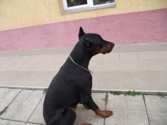 poze  TOAMNA 2012 375 - dobermani si Iluzia fica mea
