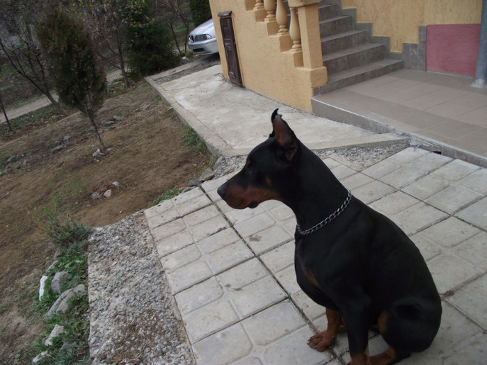 poze  TOAMNA 2012 390; MAX CSINIBABA DEXTER
