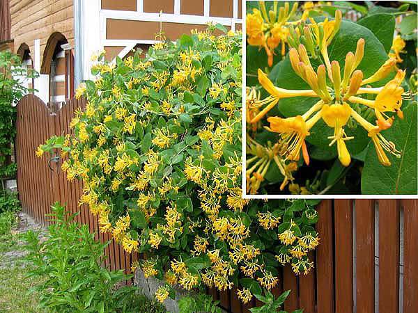 Lonicera tellmanniana - a- copaci si plante diverse pt Romania
