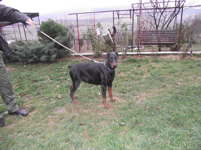 poze  TOAMNA 2012 426 - dobermani si Iluzia fica mea