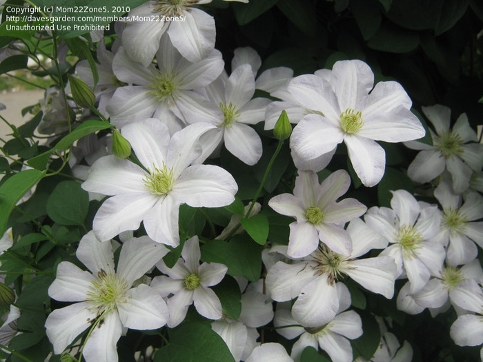 Huldine gr 3 - Comanda clematis in primavara 2013