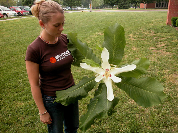 Magnolia Macrophylla - 3-de vanzare 2019-2020- SEMINTE DE PLANTE CARE TRAIESC IN ROMANIA