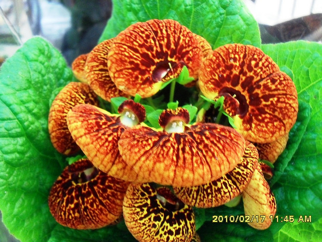 calceolaria