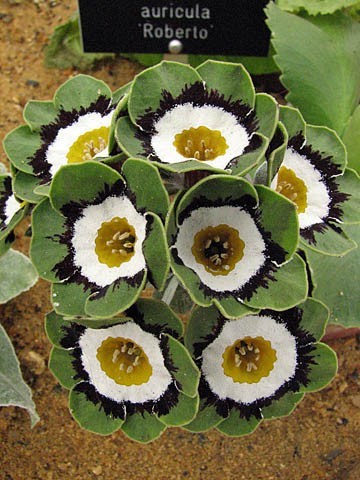 Primula auricula