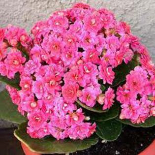 Kalanchoe roz - achizitii 2012